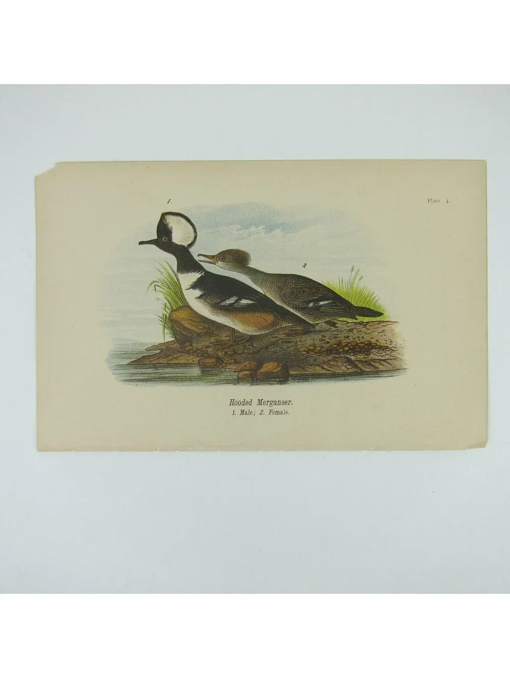 N/A bird lithograph